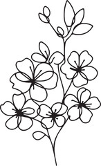 Cherry Blossom Flower Line Drawing on White Background