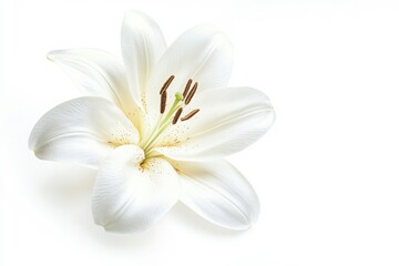 Fototapeta premium Elegant lily flower close up photo on white background