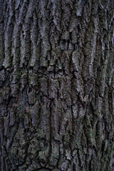 Schors, bark
