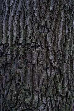 Schors, bark