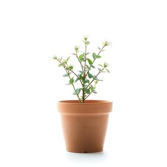 Fototapeta premium Terracotta flower pot with a natural earthy tone and textured surface, placed on a pure white background, ideal for gardening or home decor visuals.