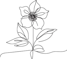 Hellebore Flower Line Drawing on White Background