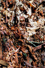 Beauty of fallen leaves and bark under soft natural light in a serene forest setting