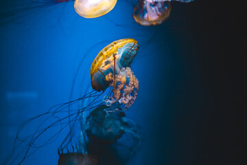 Colorful jellyfish gliding gracefully through soothing blue waters in a serene underwater display
