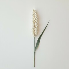 Fototapeta premium Minimalist Still-Life of a Single Wheat Stalk with Textured Grain Head and Green Leaf on Light Neutral Background, Emphasizing Naturalness, Agriculture and Organic Farming Themes for