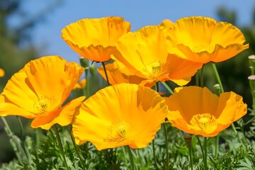 Vibrant Yellow Poppies Blooming in Sunlight