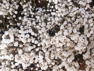 Background of natural white flowers. Small full-frame flowers. Floral arrangements. Botany and gardening.