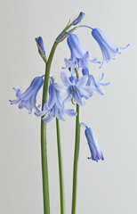 Blue hyacinthus flower bluebell, Hyacinthoides massartiana, wild hyacinth, fairy flower, bell bottle, snowdrop.  illustration isolated on white background.