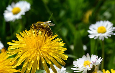 Biene auf einer L&ouml;wenzahnbl&uuml;te