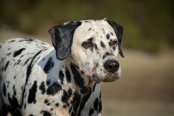 dalmatian dog portrait,Close-up portrait of a dog in the summer with a dirty muzzle from sand