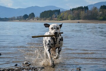 cow on the Dalmatian, dog playing in the water 