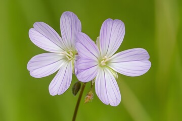 Closeup of Two Delicate Light Purple Flowers Blooming in Green Field