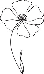 Poppy flower detailed line drawing on white