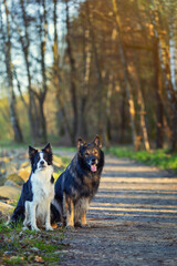 Psy rasowe z rodowodem, pies domowy, owczarek niemiecki i Border collie, portret pieska, ujęcie z przodu