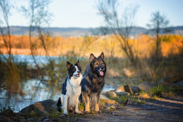 Psy rasowe z rodowodem, pies domowy, owczarek niemiecki i Border collie, portret pieska, ujęcie z przodu © anettastar