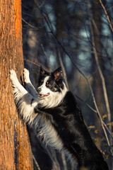 Obraz premium Psy rasowe z rodowodem, pies domowy, Border collie, portret pieska, ujęcie z przodu