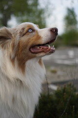 Side view portrait of australian shepherd dog with blue eyes