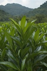 Obraz premium Lush Green Foliage Plant in Mountain Landscape