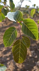 Closeup of Vibrant Green Leaves on Branch, Detailed Veins, Sunlight