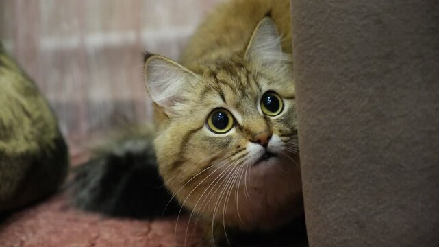 A wary cat carefully watches something mysterious, staring with intense. Close up. the cat's pupils dilated. Animal behavior