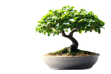 Bonsai Tree in Pot Green Leaves Miniature Plant Asian Art Nature Photography