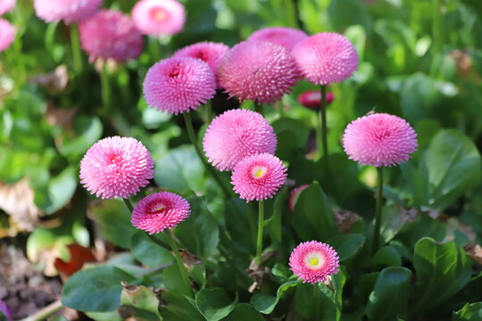 Bellis perennis pomponette. Pink daisy with green leaves in spring garden.