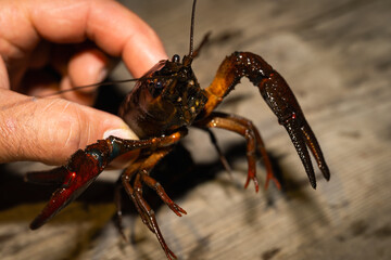 Close-up of a hand tightly holding a live river crayfish with its powerful claws, demonstrating a fresh catch.
