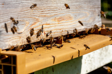 Apiculture - Abeille mellifère sur le plateau d'envol d'une   ruche