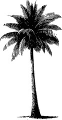 Black silhouette of a palm tree illustration in sketch style. Vector illustration