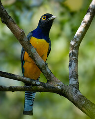 aves tropicales