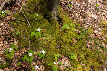 Moss at the base of a tree in a spring alpine forest