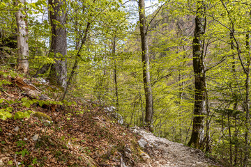 Picturesque path in the spring alpine forest