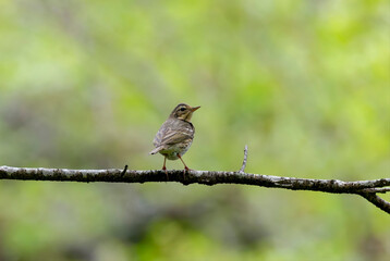 枝にとまるビンズイ