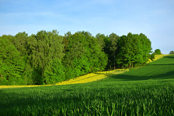 beautiful rural landscape green wheat field and yellow rapeseed field