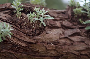 tree bark texture with green ivy leaves