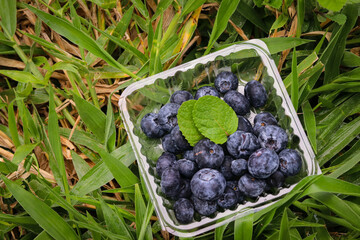 Arándanos morados y redondeados