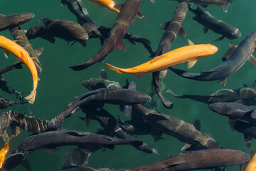 flock of fish on fish farm, rainbow trout and amber trout underwater closeup view, black and yellow...