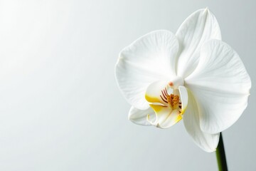 Fototapeta premium Delicate white orchid blossom against pure white backdrop, summer, nature