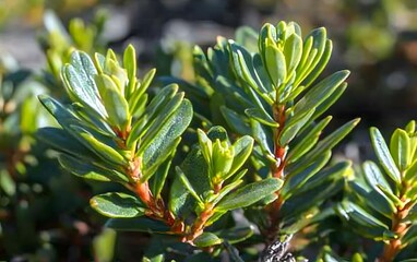 Obraz premium Vibrant Green Shrub Close Up Detailed Photography