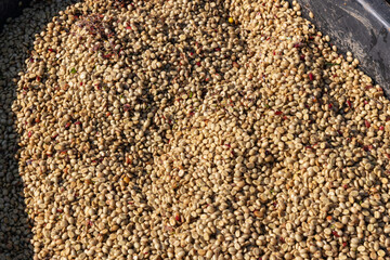 The process of making coffee beans dry by using sunlight. Coffee bean drying in a yard. Sun dried coffee