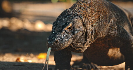 Large Komodo dragon flicking its forked tongue while walking on Rinca Island, one of the only...