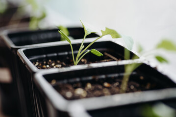 green seedlings in row in black pots on windowsill, preparation for gardening concept, selective focus