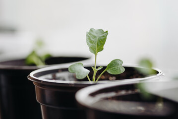 green seedlings in row in black pots on windowsill, preparation for gardening concept, selective focus