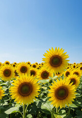 Fototapeta premium A picturesque view of a field of vibrant sunflowers under a bright blue sky.