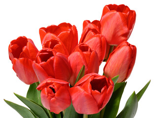 Red tulips flower with smooth petals and a green stem, isolated background.