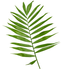 A single, vibrant green palm leaf with long, pointed leaflets attached to a central stem, isolated background