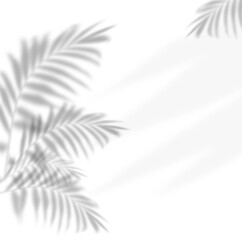 Blurred shadows of palm leaves on a isolated background