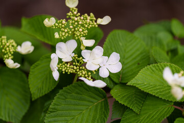 Close-up photo of white Viburnum plicatum flowers blooming in spring