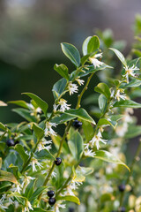 Close up of flowers on a sweet box (sarcococca confusa) shrub