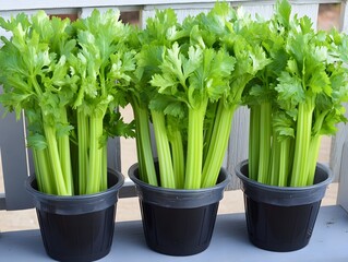Fresh Green Celery Stalks in Black Pots Organic Vegetable Harvest